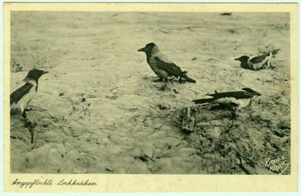 Кусатели ворон или как ловили птиц на Куршской косе Кусатели ворон или как ловили птиц на Куршской косе