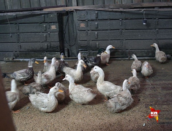 Самая горячая точка на Донбассе. Промзона Авдеевки