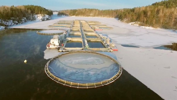 Рыбный бизнес. Специальный репортаж Георгия Подгорного