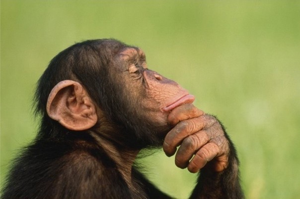 Учёные выяснили, сколько обезьян нужно для «революции»