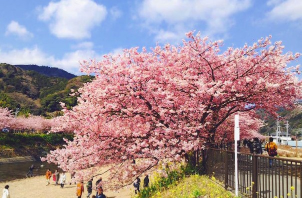 Сакура в Японии расцвела раньше срока Сакура в Японии расцвела раньше срока