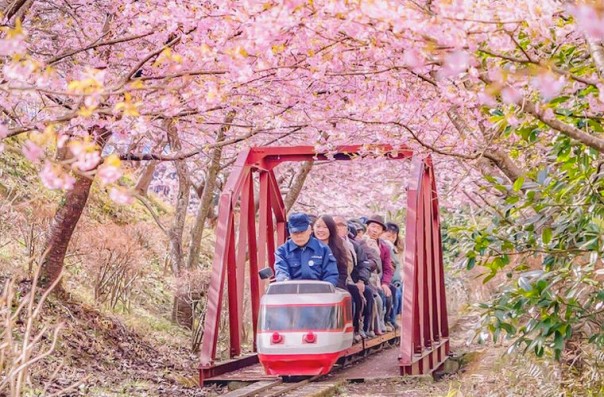 Сакура в Японии расцвела раньше срока Сакура в Японии расцвела раньше срока