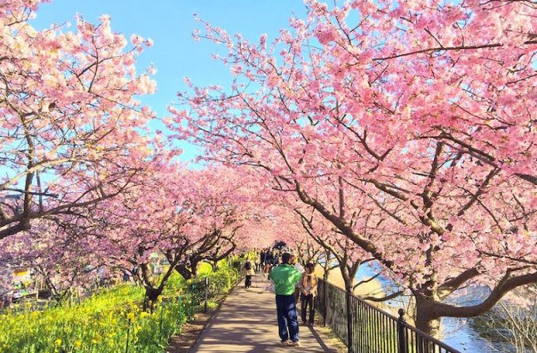 Сакура в Японии расцвела раньше срока Сакура в Японии расцвела раньше срока