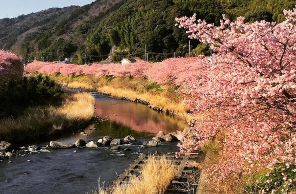Сакура в Японии расцвела раньше срока Сакура в Японии расцвела раньше срока