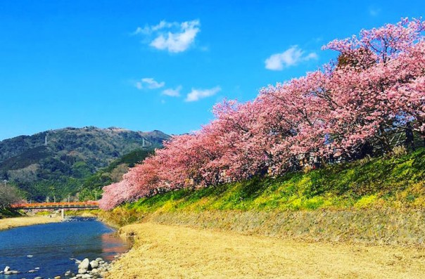 Сакура в Японии расцвела раньше срока Сакура в Японии расцвела раньше срока
