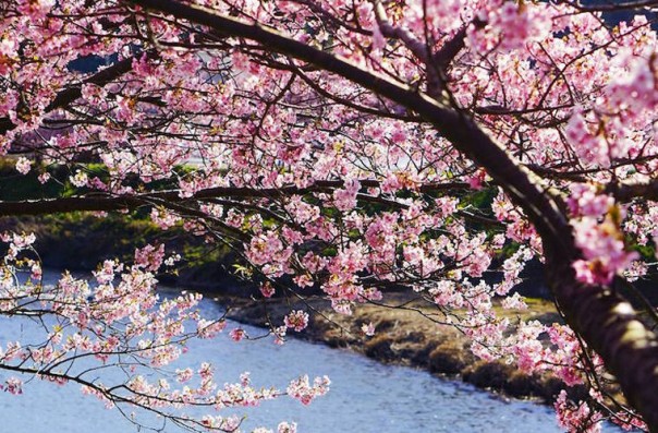 Сакура в Японии расцвела раньше срока Сакура в Японии расцвела раньше срока
