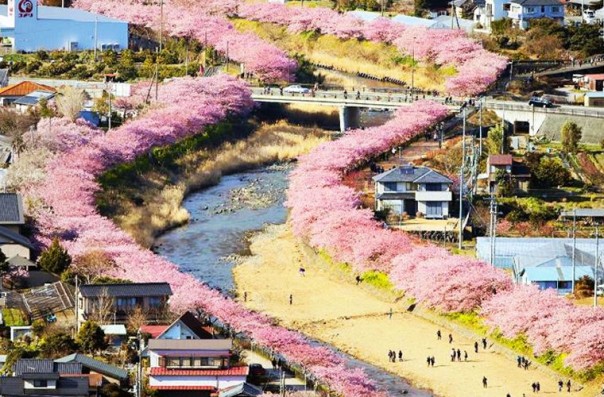 Сакура в Японии расцвела раньше срока Сакура в Японии расцвела раньше срока