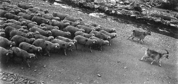 Немного простых метафор о ближайшем будущем Украины