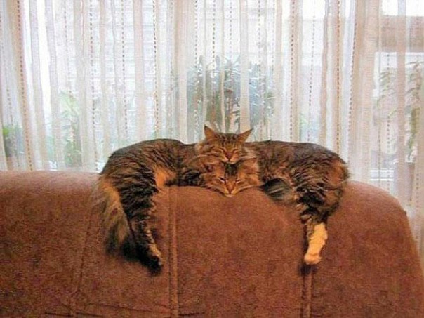 Вам показалось: 30 самых обескураживающих фотографий