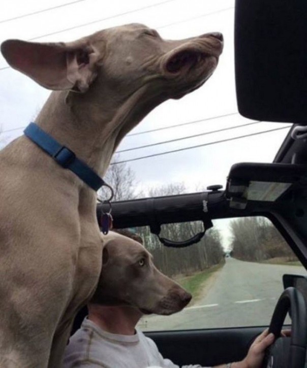 Вам показалось: 30 самых обескураживающих фотографий