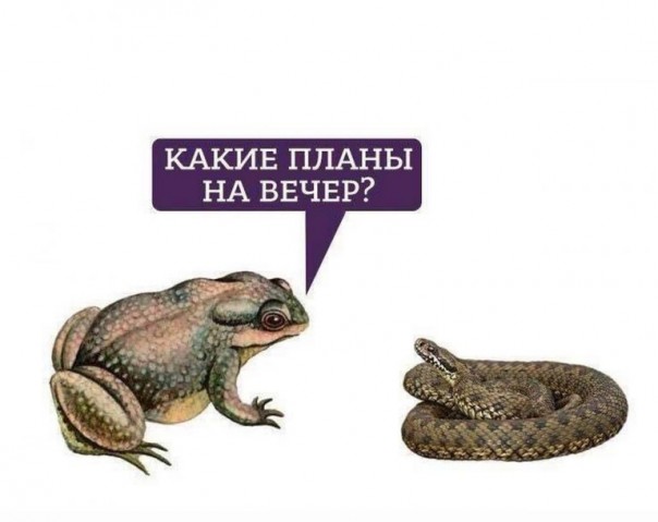 Тягнибок и Билецкий между собой не договорятся. Руслан Бортник