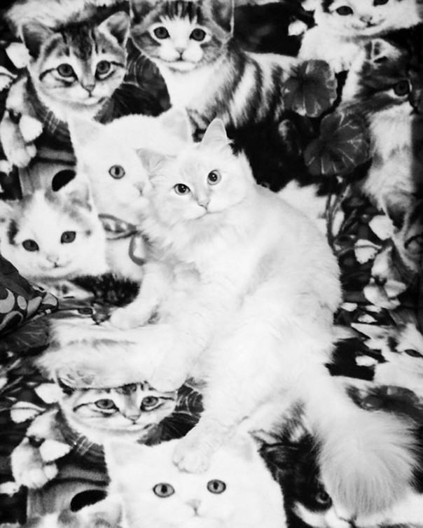 Найди кота! 18 фото со спрятавшимися котами заставят вас поломать голову