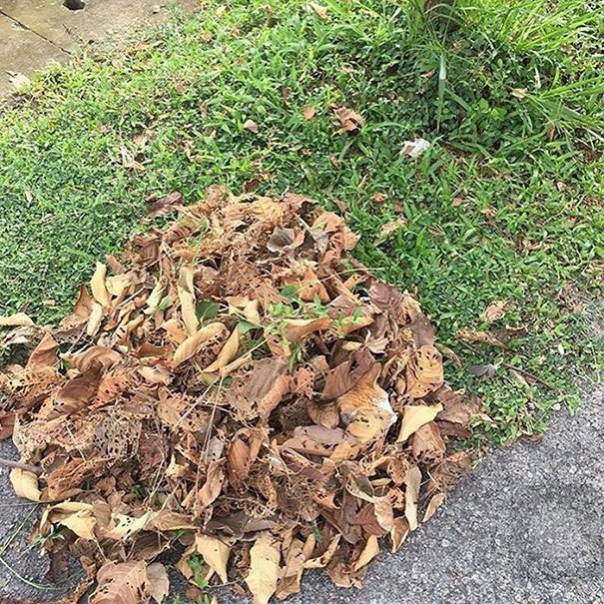 Найди кота! 18 фото со спрятавшимися котами заставят вас поломать голову Найди кота! 18 фото со спрятавшимися котами заставят вас поломать голову