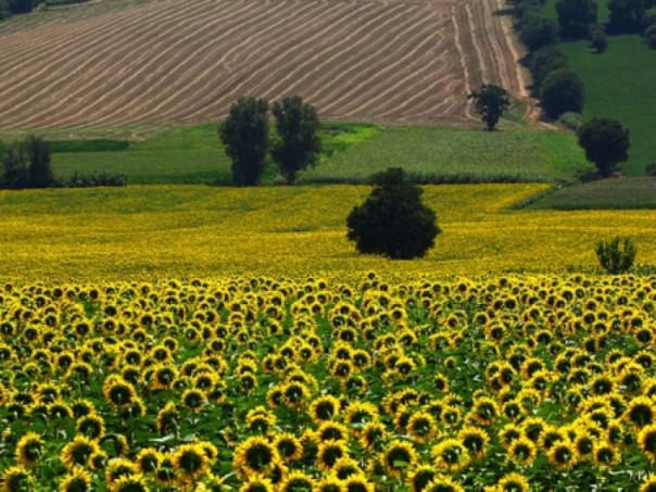 У Верховной Рады начнётся еще одна массовая акция протеста