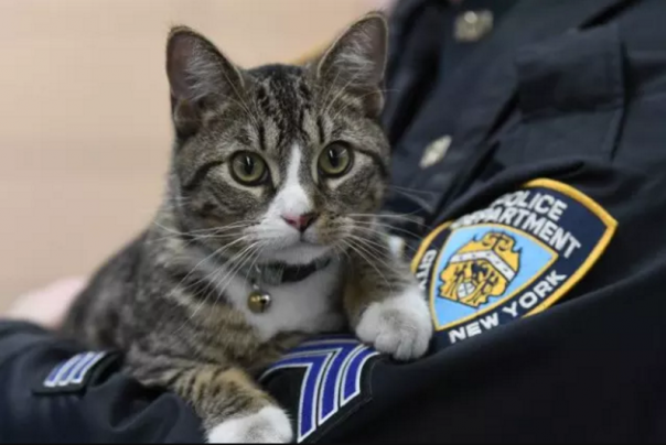 Полицейские Бруклина взяли на службу кота