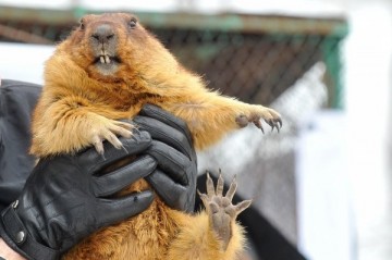 Будет ли безвизовый режим - узнают у сурка
