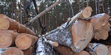 Украинский лес обречен