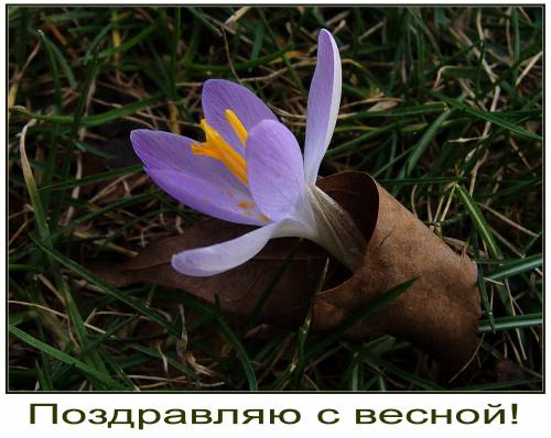 Всех с весной! Всех с весной!