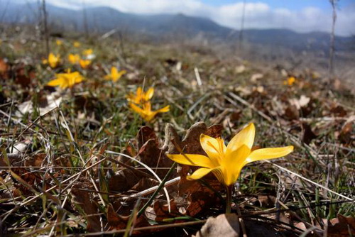 Всех с весной! Всех с весной!