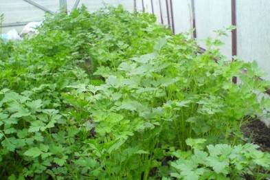 Ограбление века по-украински: В селе под Мелитополем украли 100 кг петрушки