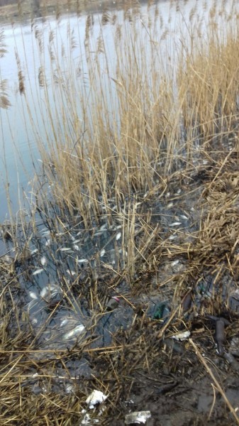 Из Львова Тернополю с любовью Из Львова Тернополю с любовью