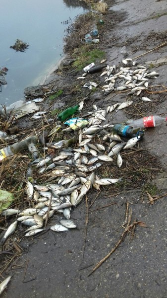 Из Львова Тернополю с любовью Из Львова Тернополю с любовью