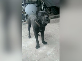 Боевой пёс батальона "Спарта" научился лаять на слово "укроп"
