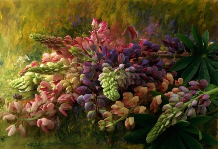 Натюрморты François Gillet