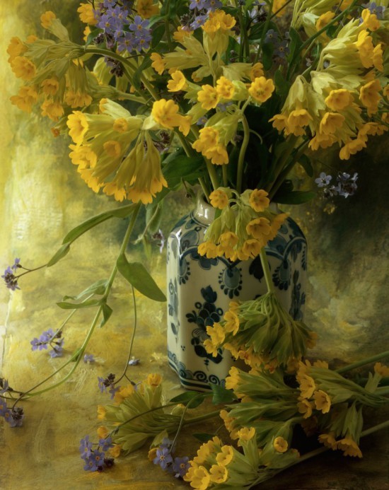 Натюрморты François Gillet