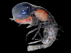 Как оно вообще живет? Как оно вообще живет?