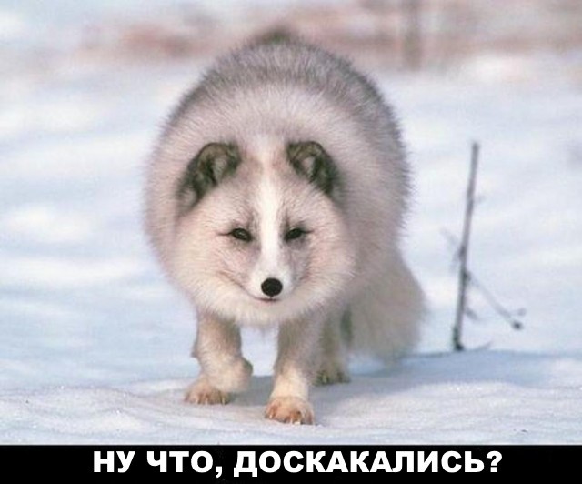 О вагинальной профилактике сепаратизма. Злости пост.