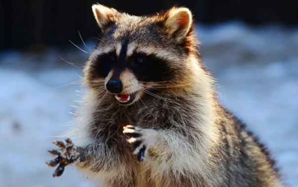 Украинская армия бросит на мины боевых енотов