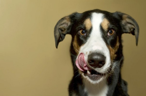 Собаки знатные обманщики 