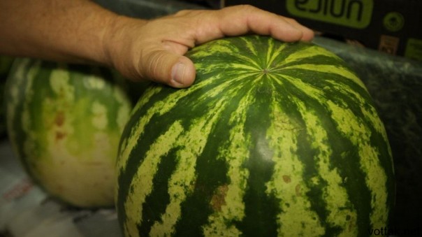 Променяли шпроты на арбузы: Прибалтика лидер по закупкам бахчевых из РФ Променяли шпроты на арбузы: Прибалтика лидер по закупкам бахчевых из РФ