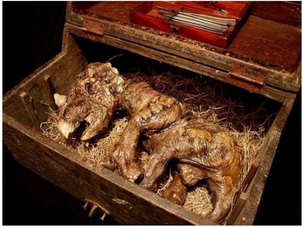 В подвале жилого дома в Лондоне найдены тела неизвестных науке существ В подвале жилого дома в Лондоне найдены тела неизвестных науке существ