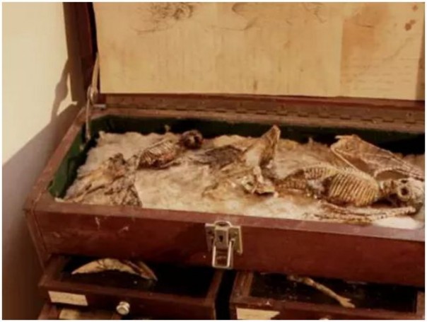 В подвале жилого дома в Лондоне найдены тела неизвестных науке существ В подвале жилого дома в Лондоне найдены тела неизвестных науке существ