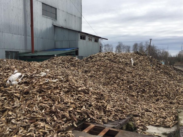 На Волыни появилась «долина смерти» На Волыни появилась «долина смерти»