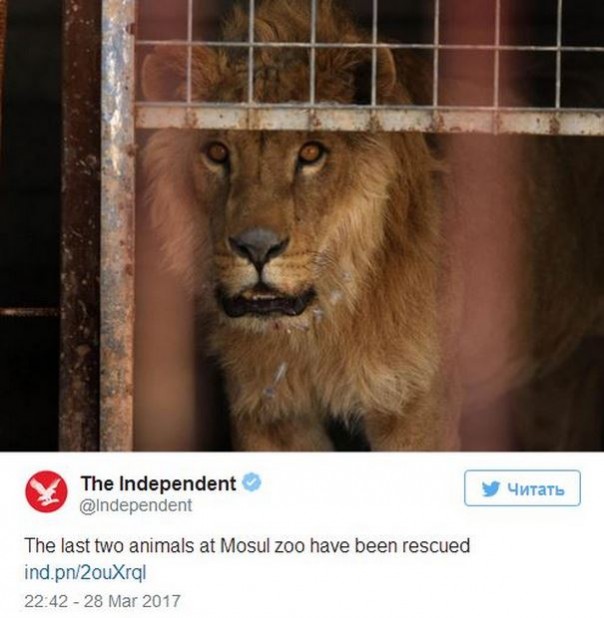 Из зоопарка в Мосуле вывезли выживших животных Из зоопарка в Мосуле вывезли выживших животных