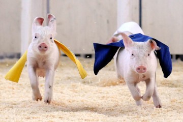 Донбасс – крупнейший экспортный рынок для пива и мяса из России