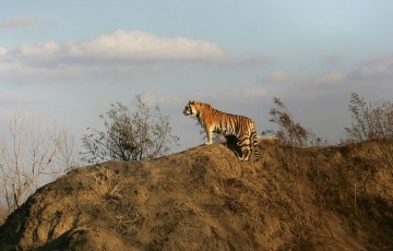 Президент РФ Владимир Путин поручил проверить исполнение закона о наказании за незаконную охоту на редких животных