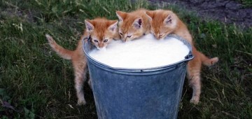 Комментарии в соцсетях