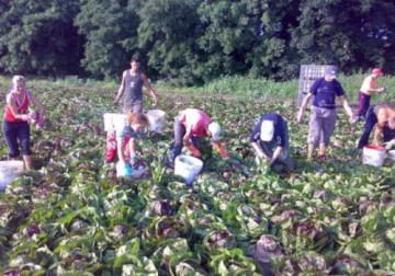 Украинские заробитчане между Россией и Польшей