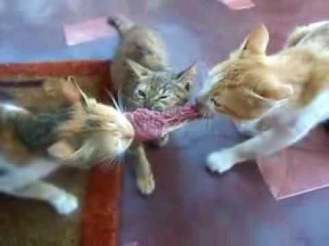 Владимир Олейник: три группы на Украине готовят госпереворот