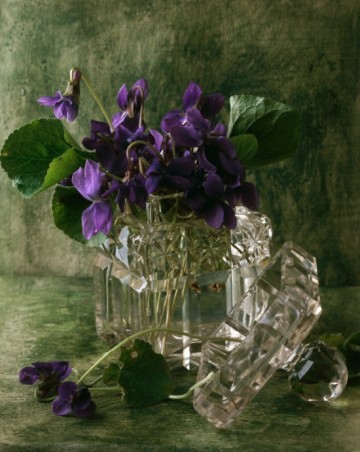 Натюрморты François Gillet