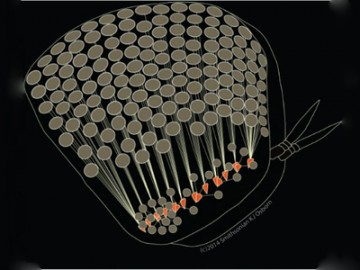 Как оно вообще живет?
