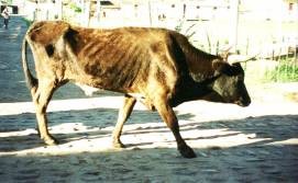 О том, как Российское эмбарго разрушило сельское хозяйство Прибалтики