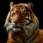 Статья-вопрос "для подумать"