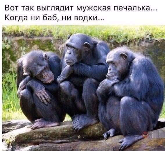 Мыздобулы. Картинки смешные и не очень. 15.04.2017 Мыздобулы. Картинки смешные и не очень. 15.04.2017