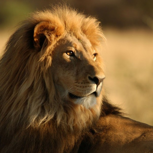 Если ненавидящие тебя - Тьма...