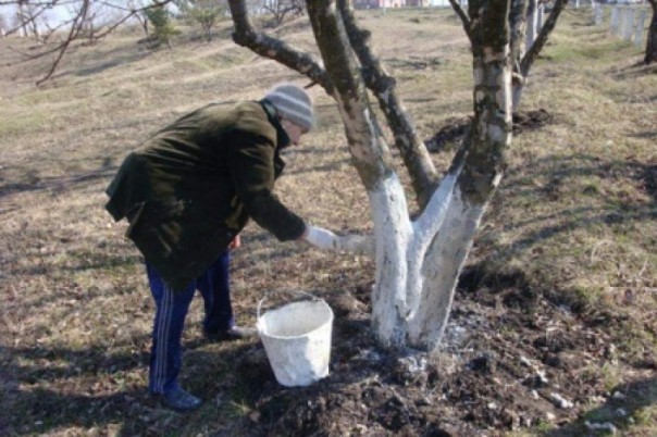 В Киеве запретили коммунальщикам белить бордюры и деревья: это отрыжка «совка»  